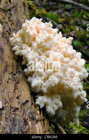 Des champignons sauvages comestibles Banque D'Images