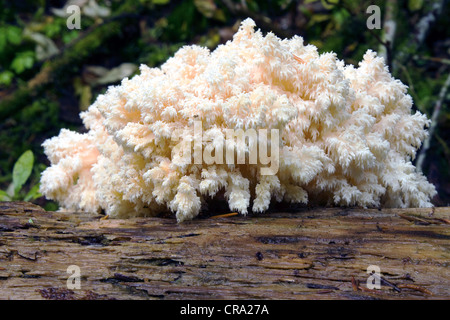 Des champignons sauvages comestibles Banque D'Images