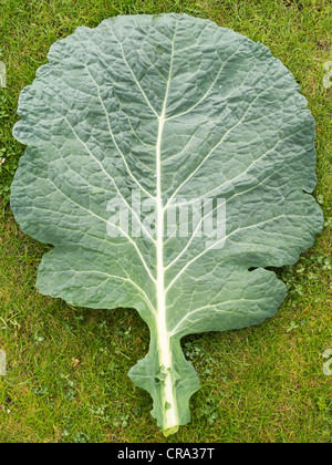 La feuille de chou dans l'herbe Banque D'Images