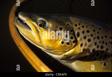 La pêche à la mouche de la truite, de grandes de la truite brune (Salmo trutta) dans le filet de l'atterrissage, drakensberg, afrique du sud Banque D'Images