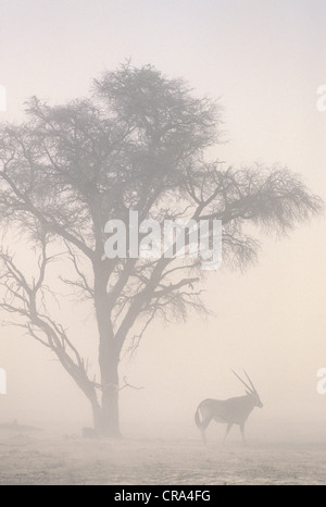 Le réchauffement, sandstorm et oryx à 45°C la température, kgalagadi transfrontier Park, Afrique du Sud Banque D'Images
