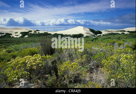 Dunes côtières et la flore fynbos, réserve naturelle de hoop, Western Cape, Afrique du Sud Banque D'Images