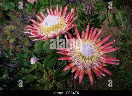 (Photo:PROTEA Protea king), flore fynbos, réserve naturelle d'Helderberg, Cape Town, Afrique du Sud Banque D'Images