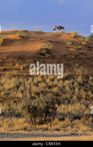 Gemsbok (Oryx gazella), sur des dunes de sable rouge, kgalagadi transfrontier park, kalahari, Afrique du Sud, l'Afrique Banque D'Images