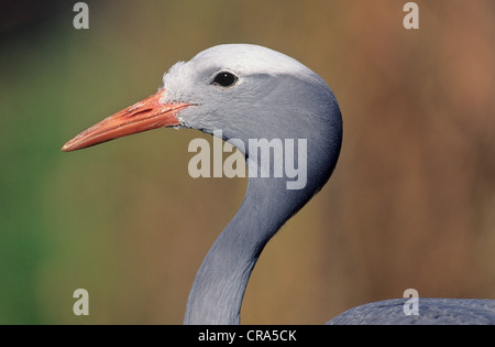 Grue de paradis (anthropoides paradisea), espèce en voie de disparition, le Kwazulu-Natal, Afrique du Sud Banque D'Images