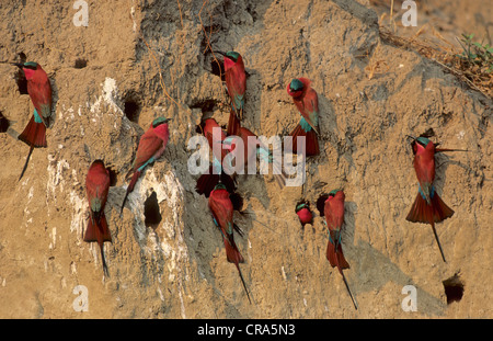 Le sud de carmine Guêpier (Merops nubicoides), à la colonie de nidification, okavango delta, botwsana, afrique Banque D'Images