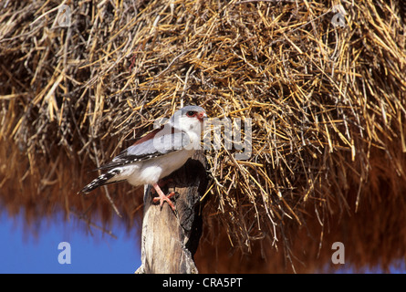 Les pygmées d'Afrique polihierax semitorquatus (Falcon), sociable weaver au nid, kgalagadi transfrontier park, kalahari, afrique du sud Banque D'Images