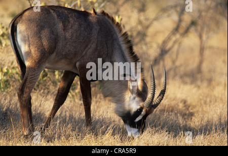 L'antilope rouanne (hippotragus equinus), le pâturage, Kruger National Park, Afrique du Sud, l'Afrique Banque D'Images