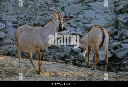 L'antilope rouanne (hippotragus equinus), Kruger National Park, Afrique du Sud, l'Afrique Banque D'Images