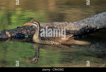 African finfoot podica senegalensis), (sabi sabi game reserve, parc national Kruger, Afrique du Sud, l'Afrique Banque D'Images