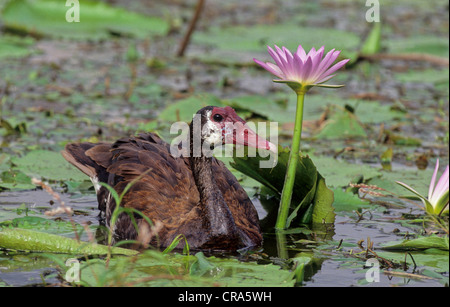 Oie-armée de Gambie (plectropterus gambensis), avec Bassin aux nymphéas, kwa-Zulu Natal, Afrique du Sud, l'Afrique Banque D'Images