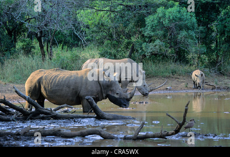 Rhinocéros blanc ou square-lipped rhinoceros (Ceratotherium simum), masculin, féminin et au mollet, hluhluwe-umfolozi park, zululand Banque D'Images