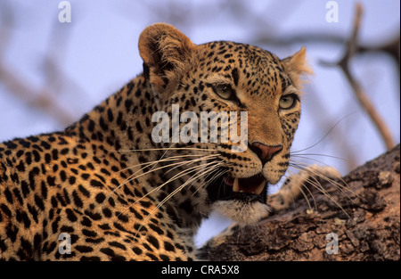 Leopard (Panthera pardus), sabi sabi Private Game Reserve, parc national Kruger, Afrique du Sud, l'Afrique Banque D'Images