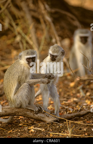 Un singe (chlorocebus pygerythrus), les femmes adultes et les jeunes, Kruger National Park, Afrique du Sud, l'Afrique Banque D'Images