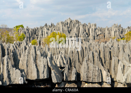 Forêt de pierre calcaire, Tsingy rock formations, Tsingy de Bemaraha, UNESCO World Heritage site, Madagascar, Afrique Banque D'Images