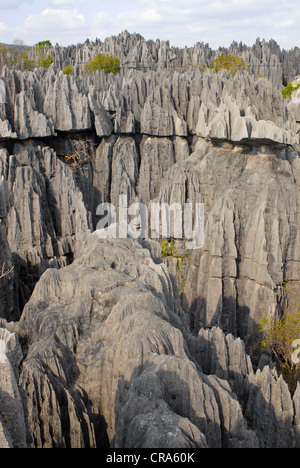 Forêt de pierre calcaire, Tsingy rock formations, Tsingy de Bemaraha, UNESCO World Heritage site, Madagascar, Afrique Banque D'Images