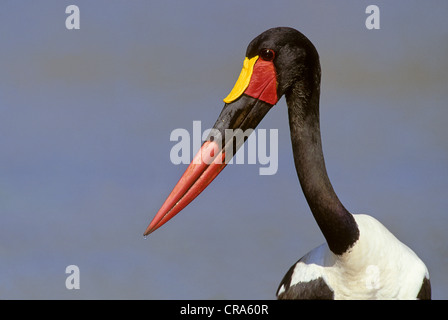 Saddle-billed stork (Ephippiorhynchus senegalensis), Kruger National Park, Afrique du Sud, l'Afrique Banque D'Images