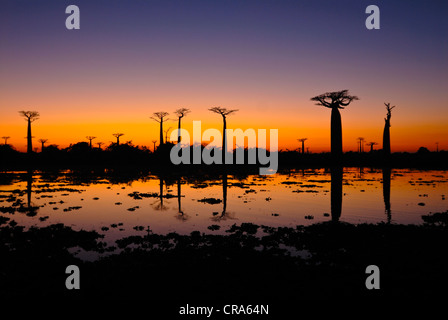 Rue de baobabs (Adansonia digitata) au coucher du soleil, Madagascar, Afrique Banque D'Images