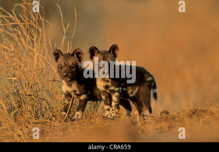 Chien sauvage (Lycaon pictus), pups, Kruger National Park, Afrique du Sud, l'Afrique Banque D'Images