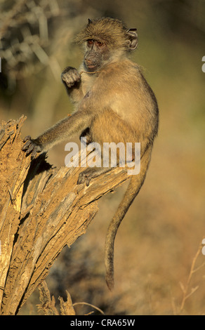 Babouin chacma (Papio ursinus), Kruger National Park, Afrique du Sud, l'Afrique Banque D'Images