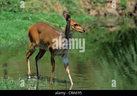 Bushbuck (Tragelaphus scriptus), femme, le Kwazulu-Natal, Afrique du Sud, l'Afrique Banque D'Images