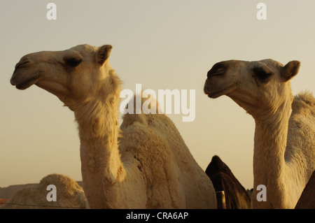 Crème deux chameaux dans leur enceinte. Prises sur les sables rouges du désert, Riyadh, Royaume d'Arabie Saoudite Banque D'Images