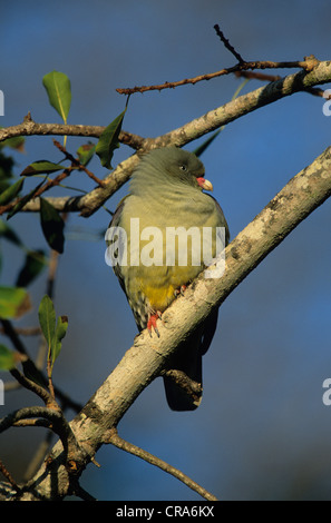 Pigeon vert africain (treron calva), Kruger National Park, Afrique du Sud, l'Afrique Banque D'Images