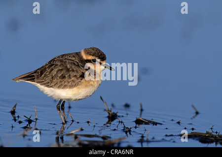 Kittlitz's Plover (Charadrius pecuarius), le Kwazulu-Natal, Afrique du Sud, l'Afrique Banque D'Images