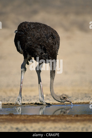 Autruche commun strutio (camelus), boire, kgalagadi transfrontier park, kalahari, Afrique du Sud, l'Afrique Banque D'Images