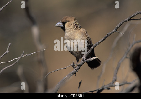 Républicain social ou social weaver (philetairus socius), kgalagadi transfrontier park, kalahari, Afrique du Sud, l'Afrique Banque D'Images