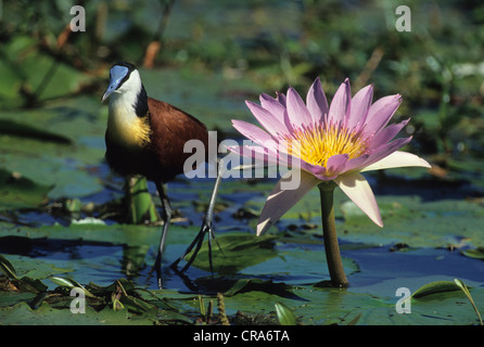 Jacana à poitrine dorée actophilornis africanus (Afrique), le Kwazulu-Natal, Afrique du Sud, l'Afrique Banque D'Images