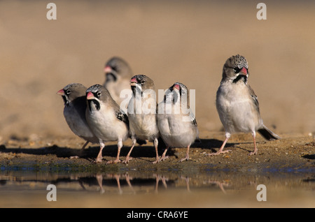 Scaly weaver ou squameuses-Finch, à plumes (sporopipes squamifrons), kgalagadi transfrontier park, kalahari, Afrique du Sud, l'Afrique Banque D'Images