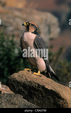 Faucon de Lanner (Falco biarmicus), Réserve naturelle du château des géants, Drakensberg, KwaZulu-Natal, Afrique du Sud, Afrique Banque D'Images