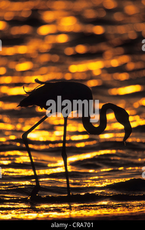 American flamingo (Phoenicopterus ruber), au coucher du soleil, Walvis Bay, en Namibie, Afrique Banque D'Images