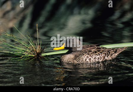 Canard à bec jaune (anas undulata), le Kwazulu-Natal, Afrique du Sud. Banque D'Images