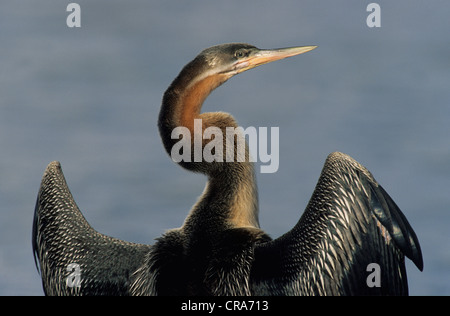 Le dard de l'Afrique (anhinga rufa ou snakebird), Gauteng, Afrique du Sud, l'Afrique Banque D'Images