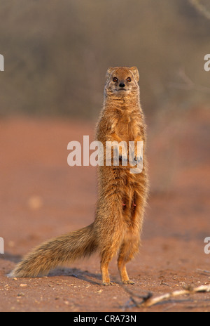 (Cynictis penicillata mangouste jaune), kgalagadi transfrontier park, kalahari, Afrique du Sud, l'Afrique Banque D'Images