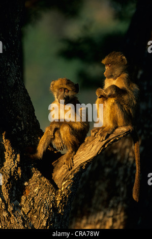 Babouin chacma (Papio ursinus), deux jeunes, Kruger National Park, Afrique du Sud, l'Afrique Banque D'Images