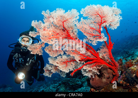 Plongée sous marine avec une torche à la recherche à un Melithea Melithea (coraux gorgones sp.) au récif de corail, Grande Barrière de Corail Banque D'Images