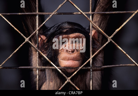 Chimpanzé (pan troglodytes), chimpanzé captif Banque D'Images