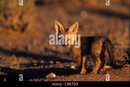 Cape Fox (Vulpes chama), Cub, kgalagadi transfrontier park, kalahari, Afrique du Sud, l'Afrique Banque D'Images