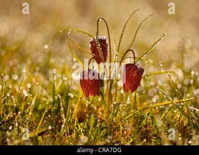 Fritillary (Fritillaria meleagris) avec la rosée du matin Banque D'Images