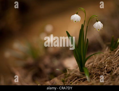 Printemps Leucojum vernum (flocon) sur le sol de la forêt Banque D'Images