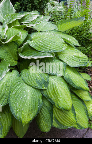 HOSTA MAISON DE REPOS DANS LE JARDIN D'ÉTÉ UK Banque D'Images