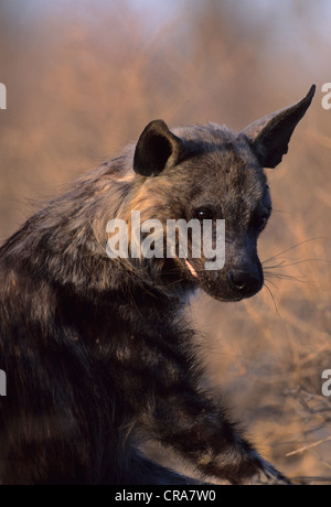 Hyène brune (Hyaena brunnea), kgalagadi transfrontier park, kalahari, Afrique du Sud, l'Afrique Banque D'Images