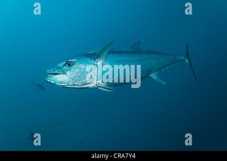 Le thon (Gymnosarda unicolor) natation en eau libre, Grande Barrière de Corail, site du patrimoine mondial de l'UNESCO, dans le Queensland, Cairns Banque D'Images