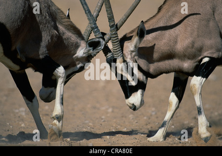 Gemsbok (Oryx gazella), la lutte contre les hommes, kgalagadi transfrontier park, kalahari, Afrique du Sud, l'Afrique Banque D'Images