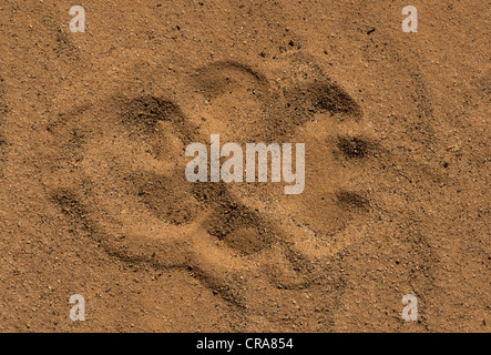 Lion (Panthera leo), empreinte dans le sable, kgalagadi transfrontier park, kalahari, Afrique du Sud, l'Afrique Banque D'Images