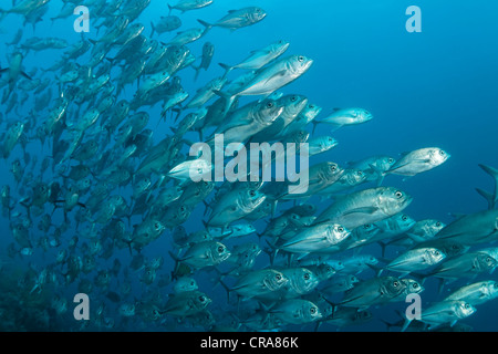 Banc de Bigeye-Trevallys (Caranx sexfasciatus), Natation en eau libre, Grande Barrière de Corail, site du patrimoine mondial de l'UNESCO Banque D'Images