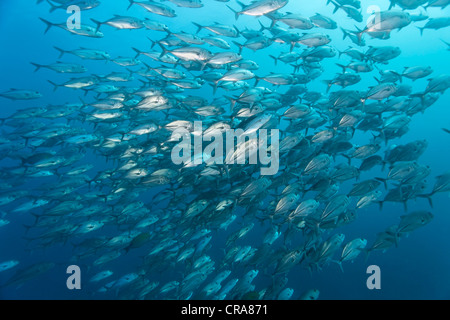 Banc de Bigeye-Trevallys (Caranx sexfasciatus), Natation en eau libre, Grande Barrière de Corail, site du patrimoine mondial de l'UNESCO Banque D'Images